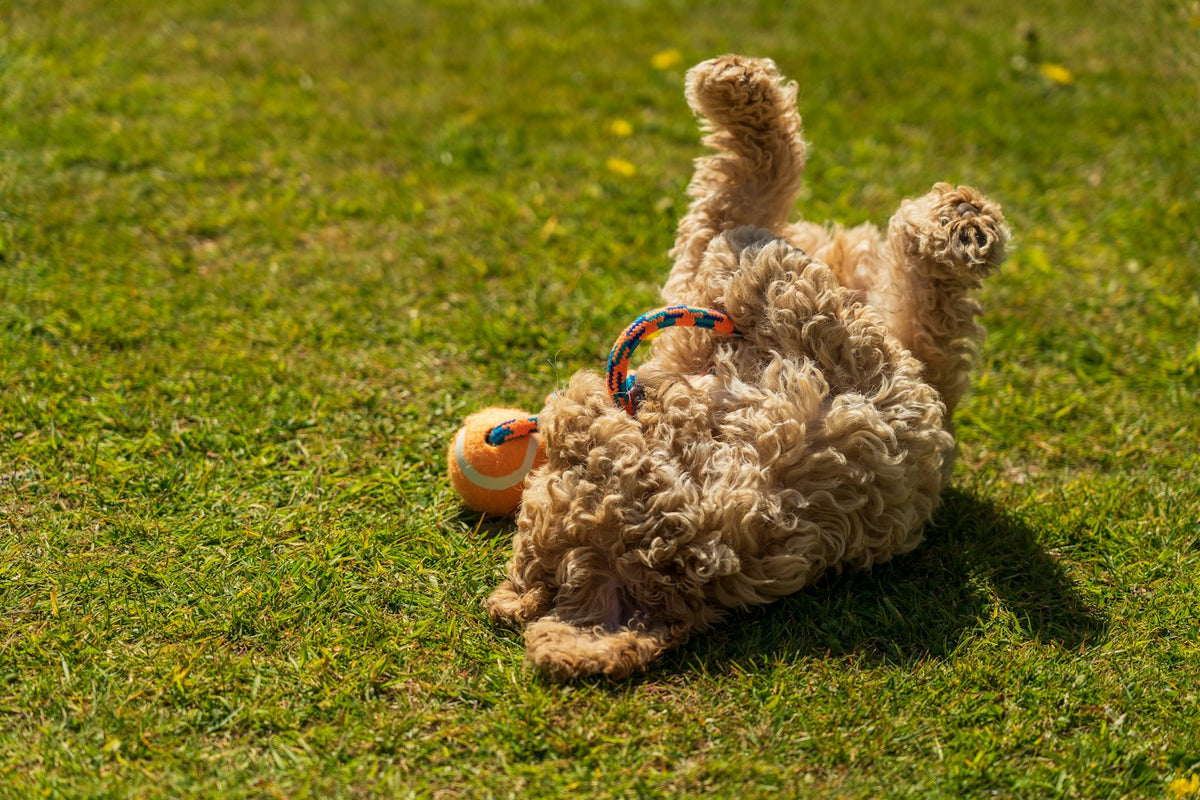 Puppy playing with toy