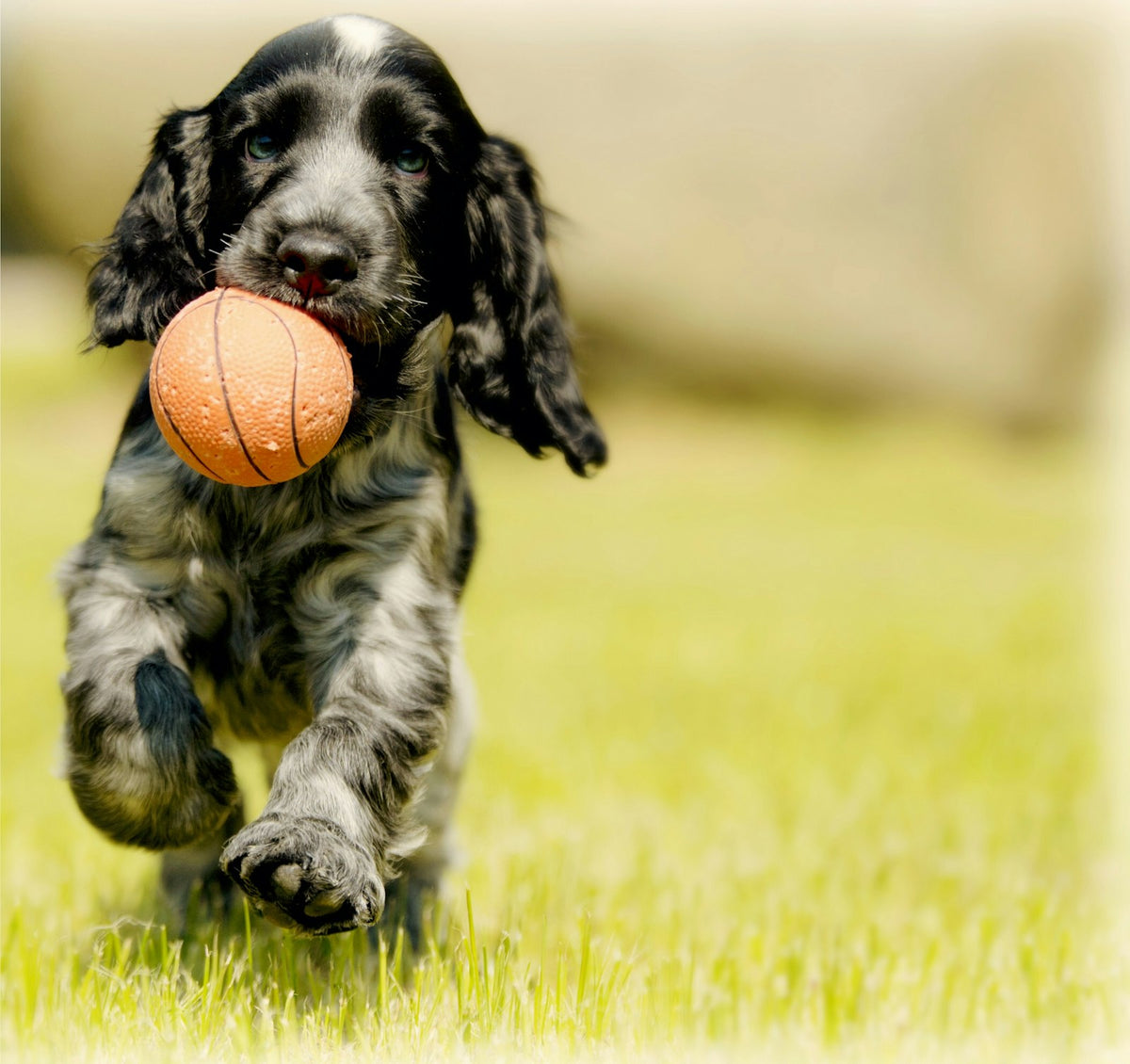 Happy puppy