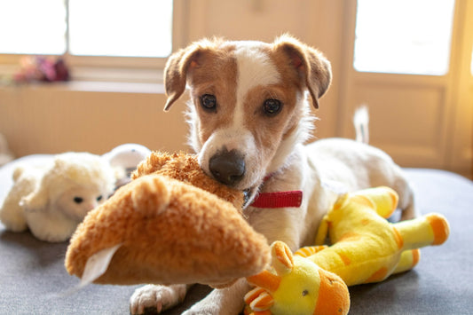 Dog with tough chew toy