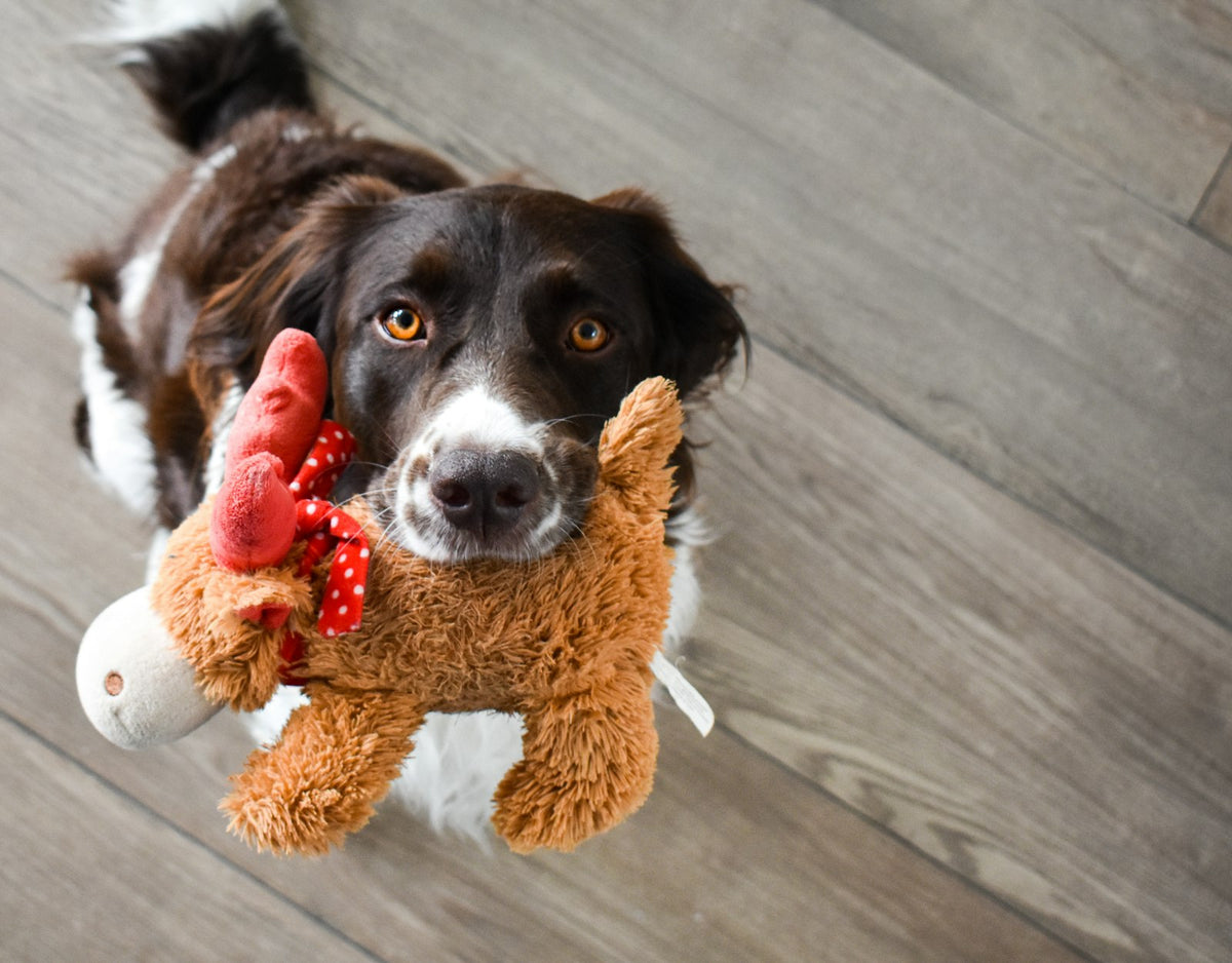 Durable dog toy